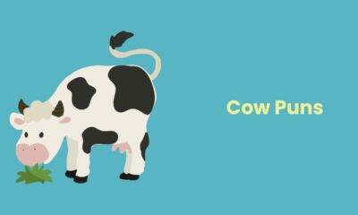 cow puns
